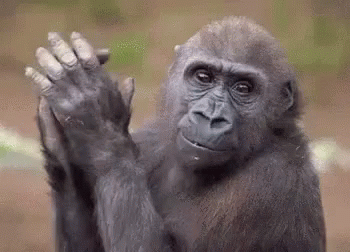 Giphy George approves.